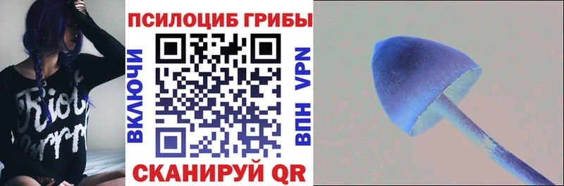 Галлюциногенные грибы Psilocybe  Купить закладки  Плавск 